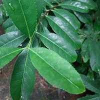 Elaeodendron glaucum (Rottb.) Pers.